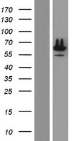ls009991 rod1 ptbp3 human over expression lysates nm 005156 wb testing 3