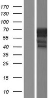 ls009993 dgcr2 human over expression lysates nm 001173533 wb testing 1