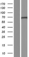 ls009993 dgcr2 human over expression lysates nm 001173534 wb testing 2