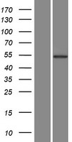 AKT3 Human Over-expression Lysates NM_181690