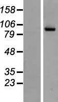 NAALAD2 Human Over-expression Lysates NM_005467