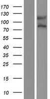 ls010004 naaladl1 human over expression lysates nm 005468 wb testing 1