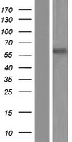 SSH3BP1 (ABI1) Human Over-expression Lysates NM_001178116