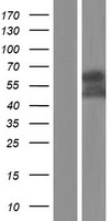 ls010006 ssh3bp1 abi1 human over expression lysates nm 001178119 wb testing 5