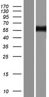 ls010006 ssh3bp1 abi1 human over expression lysates nm 001178125 wb testing 6