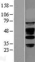 ls010006 ssh3bp1 abi1 human over expression lysates nm 005470 wb testing 1