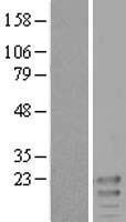 KCNE3 Human Over-expression Lysates NM_005472