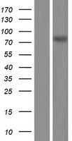 ls010009 kaiso zbtb33 human over expression lysates nm 001184742 wb testing 1