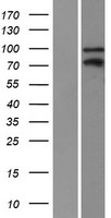 ls010009 kaiso zbtb33 human over expression lysates nm 006777 wb testing 2