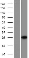 SRA1 Human Over-expression Lysates NM_001035235