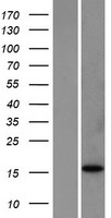 Bim (BCL2L11) Human Over-expression Lysates NM_006538