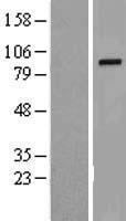 ls010024 troap human over expression lysates nm 005480 wb testing 1