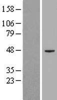 PIGK Human Over-expression Lysates NM_005482