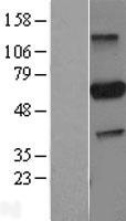ls010039 parp3 human over expression lysates nm 005485 wb testing 1