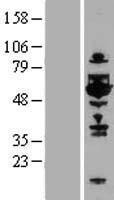 TOM1L1 Human Over-expression Lysates NM_005486