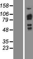 NSP3 (SH2D3C) Human Over-expression Lysates NM_170600