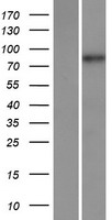 Chromosome X open reading frame 6 (MAMLD1) Human Over-expression Lysates NM_005491