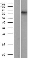 RANBP9 Human Over-expression Lysates NM_005493