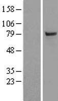 ls010054 uba2 human over expression lysates nm 005499 wb testing 1