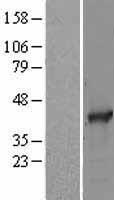 SAE1 Human Over-expression Lysates NM_005500