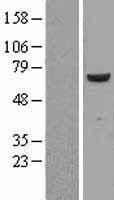 FARSLB (FARSB) Human Over-expression Lysates NM_005687