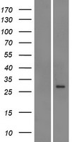 MRP5 (ABCC5) Human Over-expression Lysates NM_001023587