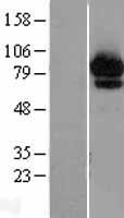 ls010061 abcf2 human over expression lysates nm 007189 wb testing 1