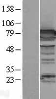 DPP3 Human Over-expression Lysates NM_130443
