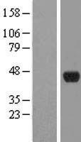 SNURPORTIN1 (SNUPN) Human Over-expression Lysates NM_001042588