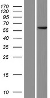 PDCD7 Human Over-expression Lysates NM_005707