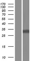 ls010084 pqbp1 human over expression lysates nm 001167992 wb testing 6