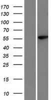 ls010086 hhla1 human over expression lysates nm 001145095 wb testing 1