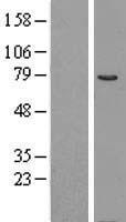 CERT1 Human Over-expression Lysates NM_031361