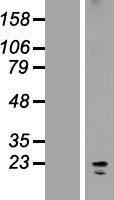 KCNK7 Human Over-expression Lysates NM_033455