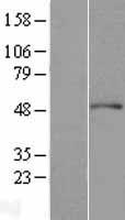ls010096 arp3 actr3 human over expression lysates nm 005721 wb testing 1