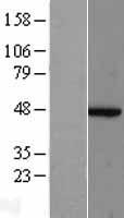 ls010097 arp2 actr2 human over expression lysates nm 005722 wb testing 2