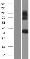 ls010102 tsfm human over expression lysates nm 001172696 wb testing 1