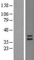 ls010102 tsfm human over expression lysates nm 005726 wb testing 2