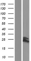 Cyclophilin F (PPIF) Human Over-expression Lysates NM_005729