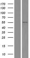TRIM10 Human Over-expression Lysates NM_006778