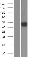 SGK2 Human Over-expression Lysates NM_016276