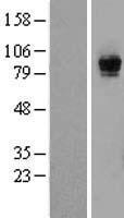 ls010125 rasgrp1 human over expression lysates nm 005739 wb testing 1