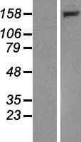 LRPPRC Human Over-expression Lysates NM_133259