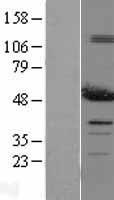 ls010130 pdia6 human over expression lysates nm 005742 wb testing 1
