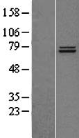 Hsp75 (TRAP1) Human Over-expression Lysates NM_016292