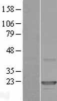 ls010143 clec3a human over expression lysates nm 005752 wb testing 1