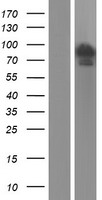FAM13A Human Over-expression Lysates NM_001015045