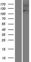 FAM13A Human Over-expression Lysates NM_014883
