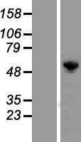 G3BP (G3BP1) Human Over-expression Lysates NM_005754