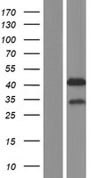 MBNL2 Human Over-expression Lysates NM_144778